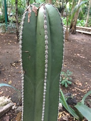 Lophocereus marginatus
