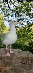 Larus argentatus