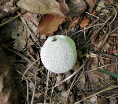 Lycoperdon echinatum