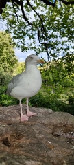 Larus argentatus
