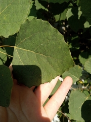 Populus