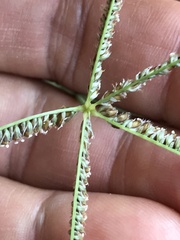 Eleusininae