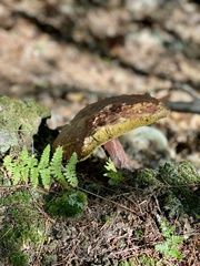 Boletellus chrysenteroides
