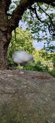 Larus argentatus