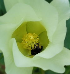 Melissodes bimaculatus