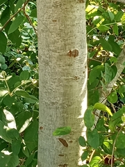 Populus