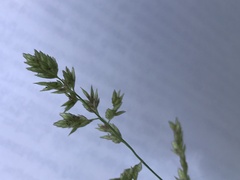 Eragrostis secundiflora