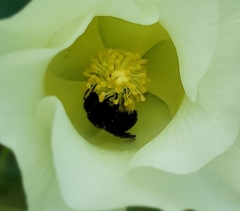 Melissodes bimaculatus