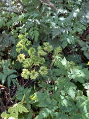 Angelica triquinata