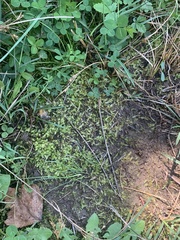 Sematophyllum demissum