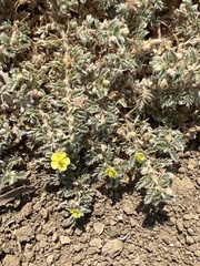 Tribulus terrestris