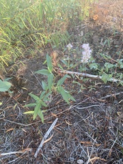Persicaria bicornis