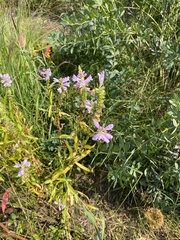 Physostegia virginiana