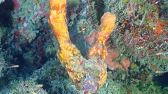 Hyattella cavernosa