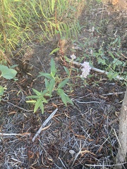 Persicaria bicornis