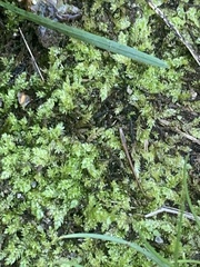 Sematophyllum demissum