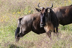 Connochaetes taurinus mearnsi