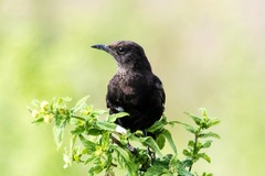 Myrmecocichla aethiops