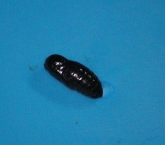Insecta