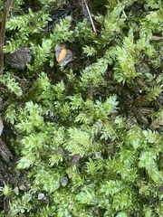 Sematophyllum demissum