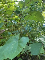 Vitis aestivalis