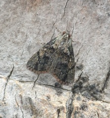 Lepidoptera