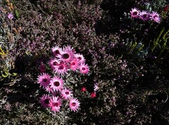 Helichrysum retortum