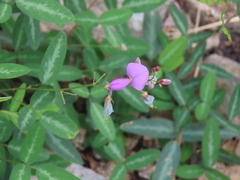 Desmodium batocaulon