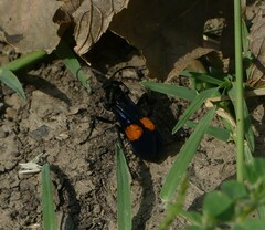 Calopompilus maculipennis