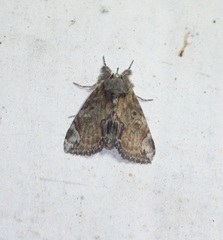 Noctuoidea