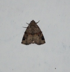Lepidoptera