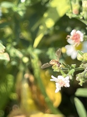 Toxomerus marginatus