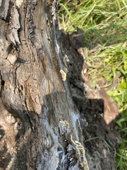 Myxarium nucleatum