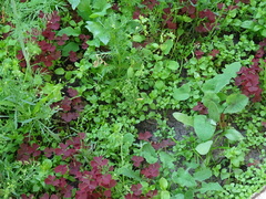 Oxalis stricta rufa