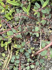 Euphorbia prostrata