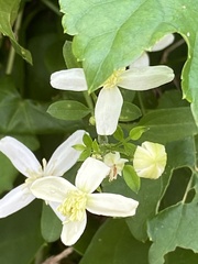 Clematis flammula