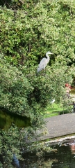Ardea cinerea
