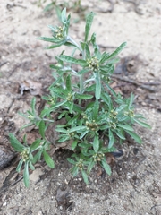 Gnaphalium uliginosum