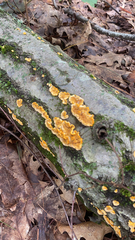 Phlebia radiata