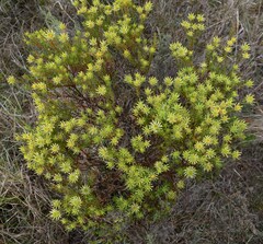 Leucadendron modestum