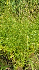 Symphyotrichum subulatum