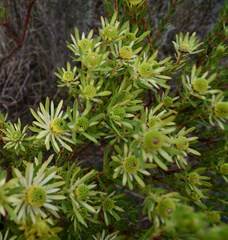 Leucadendron modestum