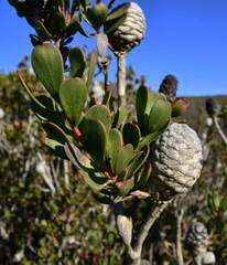 Leucadendron muirii