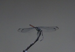 Lathrecista asiatica