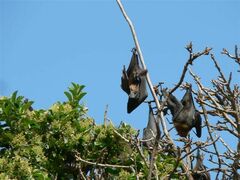 Pteropus alecto
