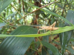 Polycleptidella chilensis