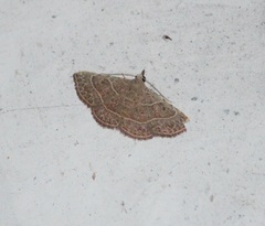 Erebidae