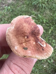 Russula rosacea