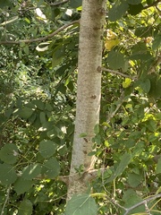 Populus grandidentata