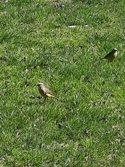 Machetornis rixosa